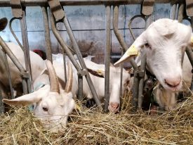 Découverte de la « Chèvre…rie »