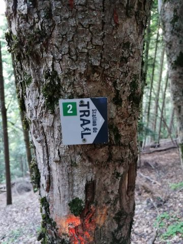 Forêt de l’ours