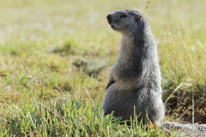 Marmotte