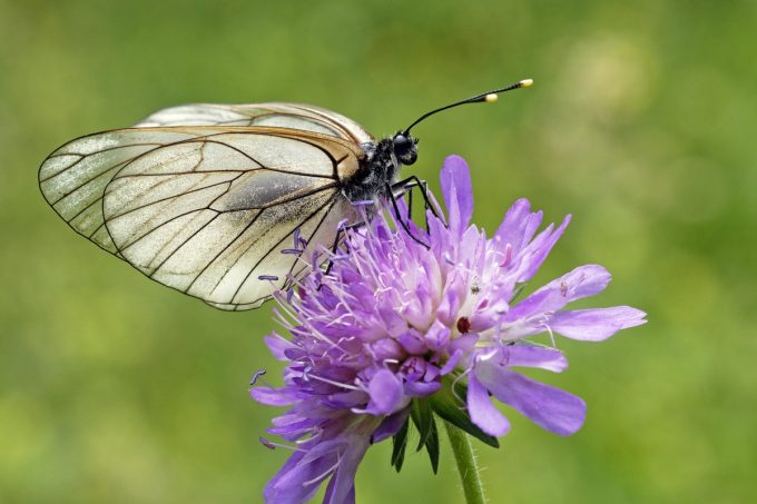 Papillon Gazé