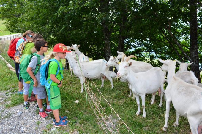 La Chèvre…rie