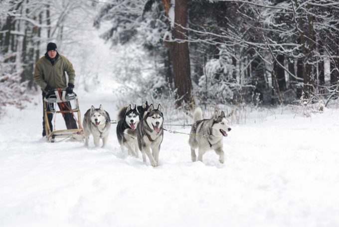 Traîneaux à chien